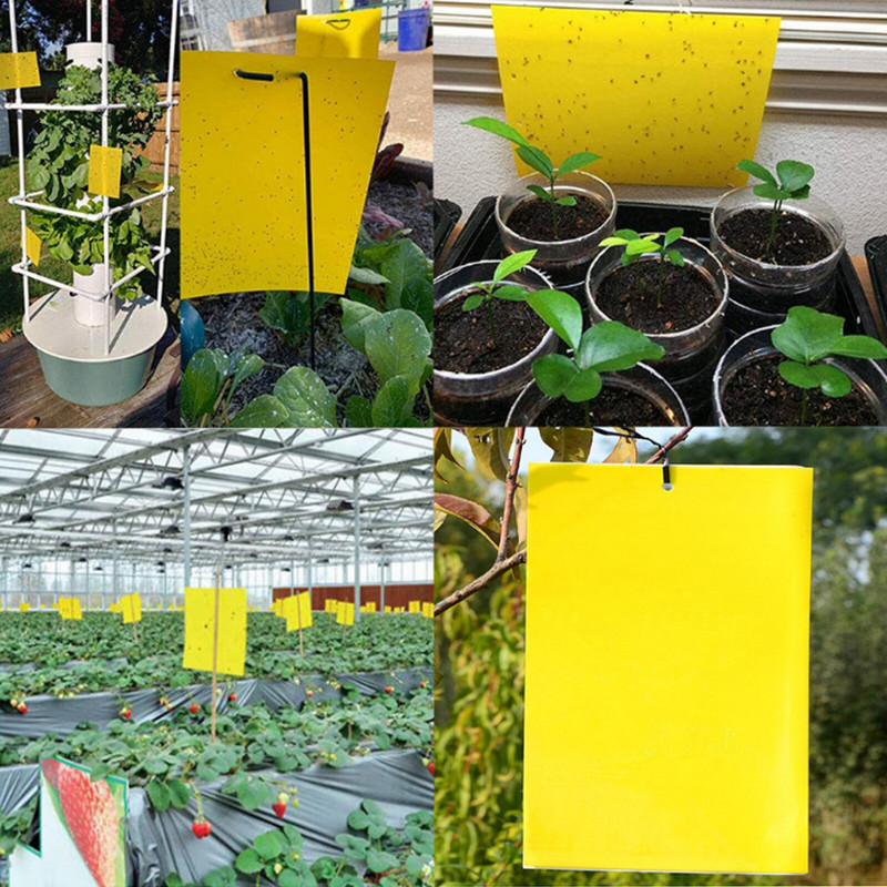 100 vnt. stiprių musių gaudyklės, klaidos, lipnios lentos, gaudančios amarus, vabzdžius, kenkėjus naikinančius baltuosius muselių lapus, lipdukus