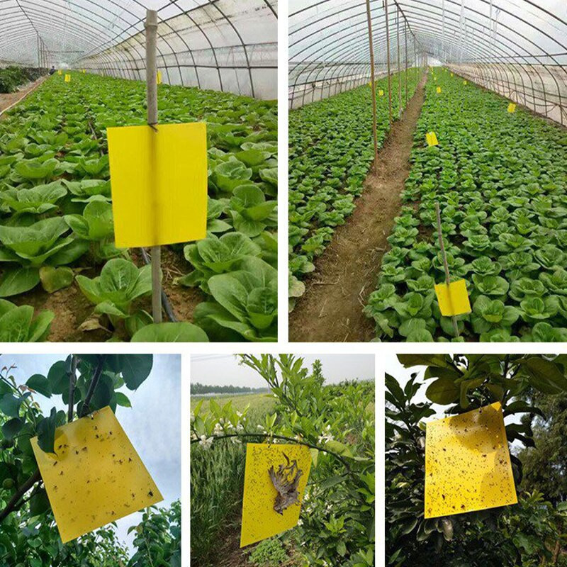 100 vnt. stiprių musių gaudyklės, klaidos, lipnios lentos, gaudančios amarus, vabzdžius, kenkėjus naikinančius baltuosius muselių lapus, lipdukus