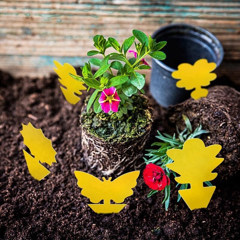 Lepkavé pasce na ovocné mušky, pasce na komáre, rastliny do kuchyne, do interiéru a exteriéru, biele muchy, komáre, lietajúci hmyz, izbové rastliny