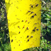 50db kétarcú paszta rovartábla kétoldalas poloska légy matricák ragasztótábla ragasztó csapdák ragadós rovarfogó légyfogó