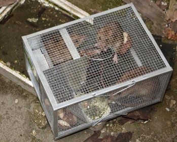 Οικιακή Μεγάλη Ποντικοπαγίδα Αυτόματη Συνεχής Ποντικοπαγίδα Ποντίκι Catcher Humane Animal Animal Rat Cage HW136