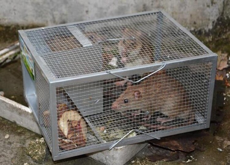 Domáca veľká pasca na myši, automatická kontinuálna pasca na myši, chytač myší, humánna klietka pre zvieratá a potkany HW136