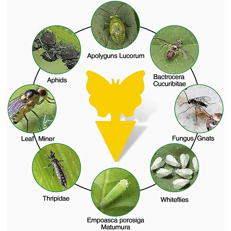 Capcane pentru muște, capcane lipicioase pentru muște de fructe, capcane pentru insecte lipicioase pentru muște de fructe pentru interior, exterior, ucigaș de mușcăr, controlul dăunătorilor, grădinărit pentru plante
