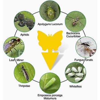 Капани за мухи, лепкави капани за плодови мухи, капани за лепкави буболечки Капани за плодови мухи Вътрешен външен Убиец на комари Контрол на вредители Градинарство за растения
