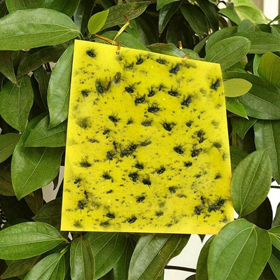 Új 100db Ragadós légyfogó papír sárga csapdák gyümölcslegyek rovarragasztó fogó kétoldalas 20X15cm