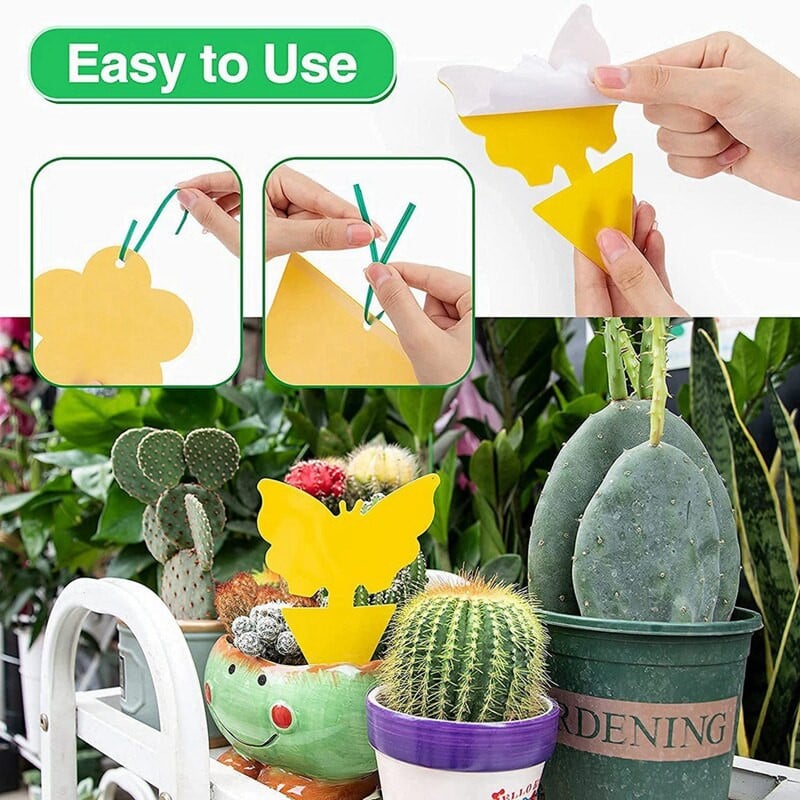 Pasce na muchy, lepkavé pasce na ovocné mušky, lepkavý hmyz, pasce na ovocné mušky, vnútorné a vonkajšie použitie, ničiaci komáre, ochrana proti škodcom, záhradníctvo pre rastliny