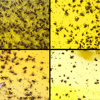 Κολλώδεις Παγίδες Whitefly Κίτρινες κολλώδεις παγίδες για Fly Glue Board Προσέλκυση παγίδων σκνίπες Sticky