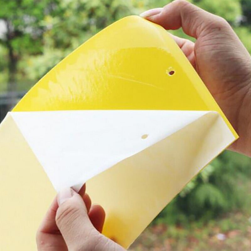 Capcane lipicioase pentru muștele albe Capcane lipicioase galbene pentru placa de lipici pentru muște atrage capcane Gnat Sticky