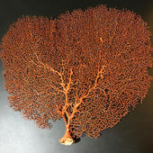 30-40cm submarin natural copac de corali de la Marea Roșie Material de salcie Shell Decor pentru casă Ramă foto Amenajarea unui rezervor de pește