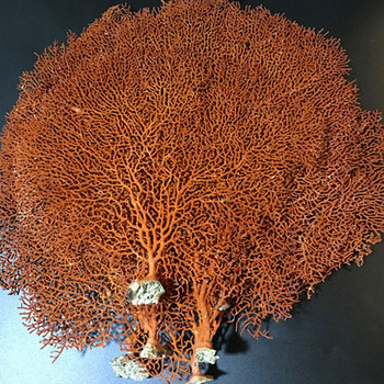 30-40cm Φυσικό Υποβρύχιο Κοραλλί Δέντρο Ερυθράς Θάλασσας Ιτιά Υλικό Κοχύλι Κοχύλι Σπίτι Διακόσμηση Κορνίζας Φωτογραφιών Δεξαμενή ψαριών Εξωραϊσμός