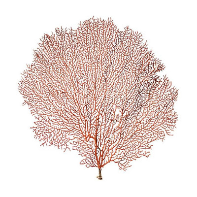 30-40cm submarin natural copac de corali de la Marea Roșie Material de salcie Shell Decor pentru casă Ramă foto Amenajarea unui rezervor de pește