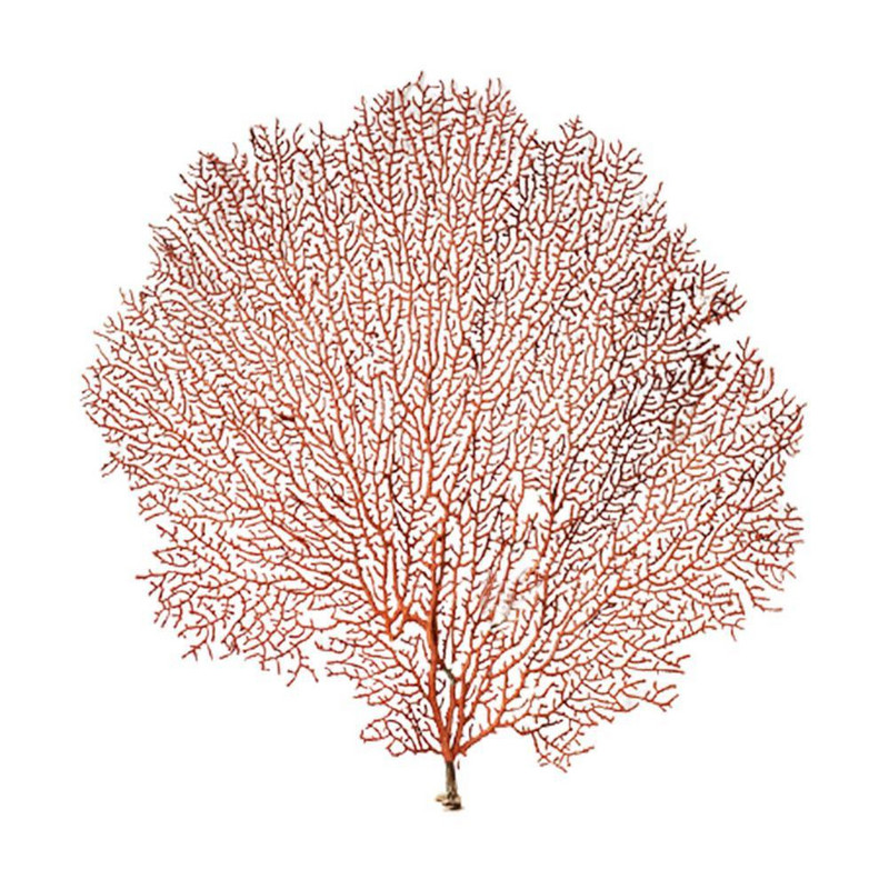 30-40cm submarin natural copac de corali de la Marea Roșie Material de salcie Shell Decor pentru casă Ramă foto Amenajarea unui rezervor de pește