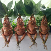 Kerti díszek Mandragóra növény HP Ugly Mandragora Resin Art mesterséges növények otthoni dekorációhoz Asztal Irodai Erkély Dekor