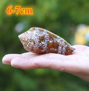 Didelių natūralių jūros kriauklių Paplūdimio kriauklių pavyzdys, skirtas žvejybai tinkle „Schelp“ laivybos namų dekoras Vestuvių vakarėlio dekoro amatai