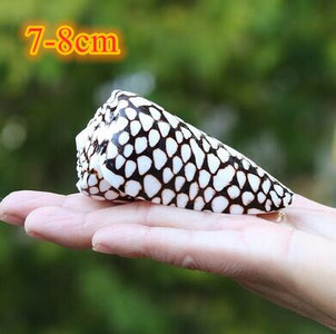 Didelių natūralių jūros kriauklių Paplūdimio kriauklių pavyzdys, skirtas žvejybai tinkle „Schelp“ laivybos namų dekoras Vestuvių vakarėlio dekoro amatai