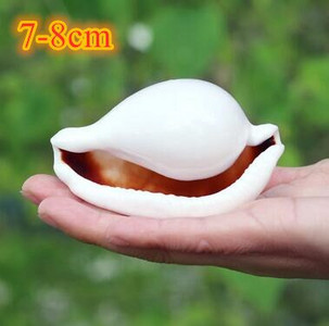 Didelių natūralių jūros kriauklių Paplūdimio kriauklių pavyzdys, skirtas žvejybai tinkle „Schelp“ laivybos namų dekoras Vestuvių vakarėlio dekoro amatai