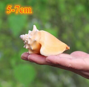 Didelių natūralių jūros kriauklių Paplūdimio kriauklių pavyzdys, skirtas žvejybai tinkle „Schelp“ laivybos namų dekoras Vestuvių vakarėlio dekoro amatai