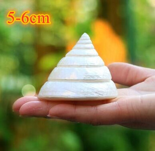 Didelių natūralių jūros kriauklių Paplūdimio kriauklių pavyzdys, skirtas žvejybai tinkle „Schelp“ laivybos namų dekoras Vestuvių vakarėlio dekoro amatai