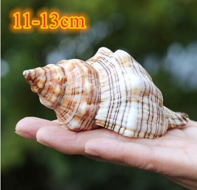 Didelių natūralių jūros kriauklių Paplūdimio kriauklių pavyzdys, skirtas žvejybai tinkle „Schelp“ laivybos namų dekoras Vestuvių vakarėlio dekoro amatai