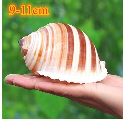 Didelių natūralių jūros kriauklių Paplūdimio kriauklių pavyzdys, skirtas žvejybai tinkle „Schelp“ laivybos namų dekoras Vestuvių vakarėlio dekoro amatai