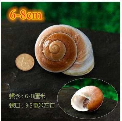 Didelių natūralių jūros kriauklių Paplūdimio kriauklių pavyzdys, skirtas žvejybai tinkle „Schelp“ laivybos namų dekoras Vestuvių vakarėlio dekoro amatai