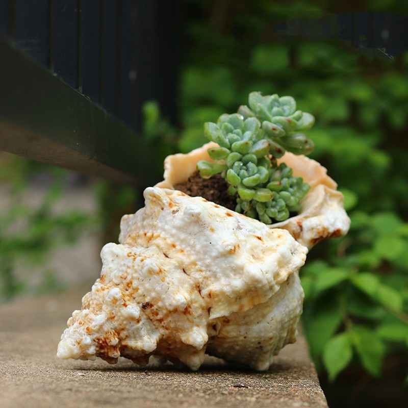 Didelių natūralių jūros kriauklių Paplūdimio kriauklių pavyzdys, skirtas žvejybai tinkle „Schelp“ laivybos namų dekoras Vestuvių vakarėlio dekoro amatai