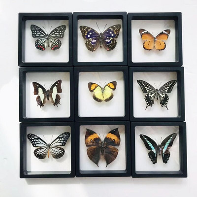 1db valódi pillangó minta rovar lakberendezési képkeret asztaldísz figurák születésnapi ajándék tanítási képzés