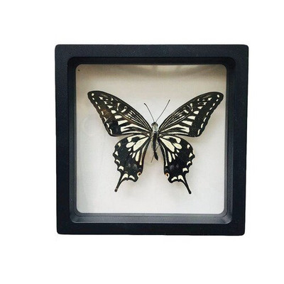 1 vnt tikro drugelio pavyzdžio vabzdžių namų dekoras Nuotraukų rėmelis Rašomojo stalo dekoravimo figūrėlės Gimtadienio dovanų mokymo mokymas