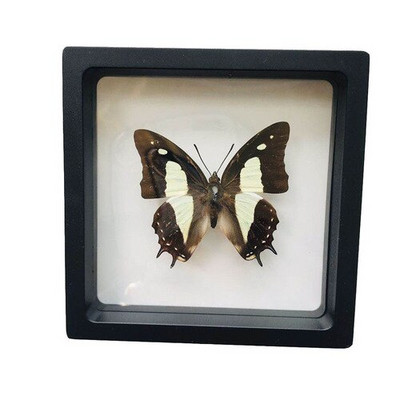 1 vnt tikro drugelio pavyzdžio vabzdžių namų dekoras Nuotraukų rėmelis Rašomojo stalo dekoravimo figūrėlės Gimtadienio dovanų mokymo mokymas