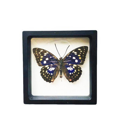 1 vnt tikro drugelio pavyzdžio vabzdžių namų dekoras Nuotraukų rėmelis Rašomojo stalo dekoravimo figūrėlės Gimtadienio dovanų mokymo mokymas