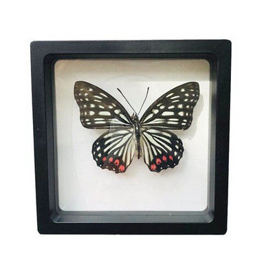 1 vnt tikro drugelio pavyzdžio vabzdžių namų dekoras Nuotraukų rėmelis Rašomojo stalo dekoravimo figūrėlės Gimtadienio dovanų mokymo mokymas