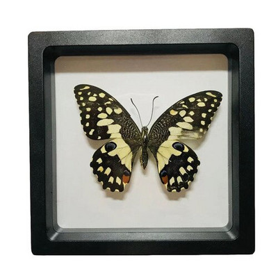 1 vnt tikro drugelio pavyzdžio vabzdžių namų dekoras Nuotraukų rėmelis Rašomojo stalo dekoravimo figūrėlės Gimtadienio dovanų mokymo mokymas