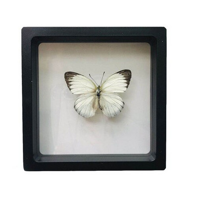 1 vnt tikro drugelio pavyzdžio vabzdžių namų dekoras Nuotraukų rėmelis Rašomojo stalo dekoravimo figūrėlės Gimtadienio dovanų mokymo mokymas