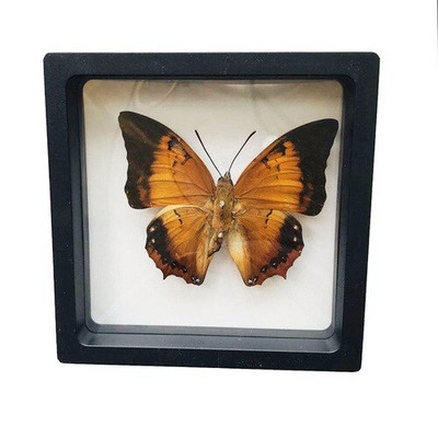 1 vnt tikro drugelio pavyzdžio vabzdžių namų dekoras Nuotraukų rėmelis Rašomojo stalo dekoravimo figūrėlės Gimtadienio dovanų mokymo mokymas