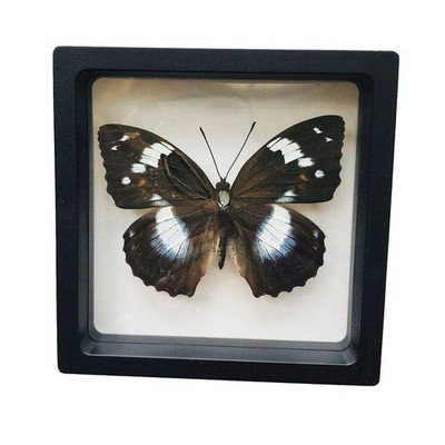 1 vnt tikro drugelio pavyzdžio vabzdžių namų dekoras Nuotraukų rėmelis Rašomojo stalo dekoravimo figūrėlės Gimtadienio dovanų mokymo mokymas