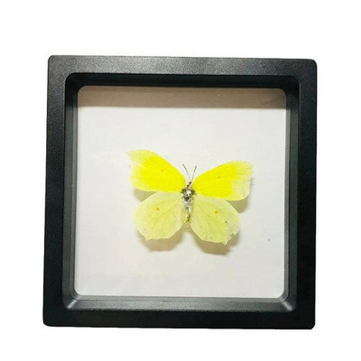 1 vnt tikro drugelio pavyzdžio vabzdžių namų dekoras Nuotraukų rėmelis Rašomojo stalo dekoravimo figūrėlės Gimtadienio dovanų mokymo mokymas