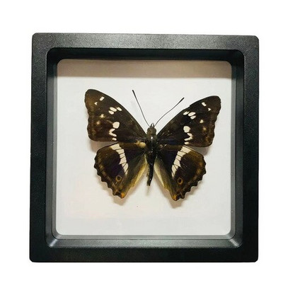 1 vnt tikro drugelio pavyzdžio vabzdžių namų dekoras Nuotraukų rėmelis Rašomojo stalo dekoravimo figūrėlės Gimtadienio dovanų mokymo mokymas