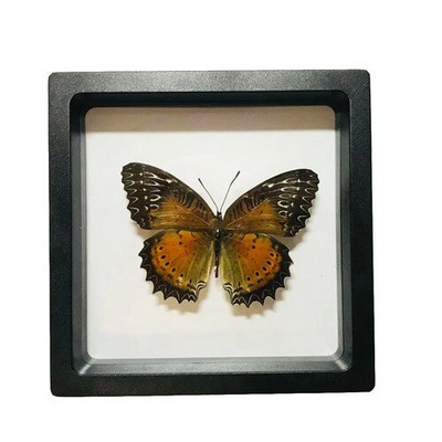 1 vnt tikro drugelio pavyzdžio vabzdžių namų dekoras Nuotraukų rėmelis Rašomojo stalo dekoravimo figūrėlės Gimtadienio dovanų mokymo mokymas
