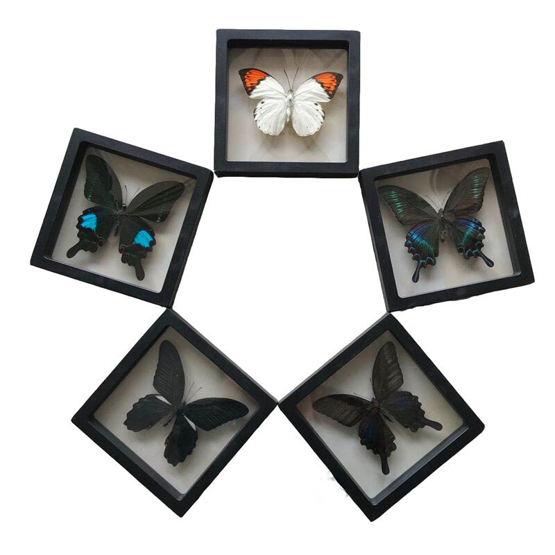 1 vnt tikro drugelio pavyzdžio vabzdžių namų dekoras Nuotraukų rėmelis Rašomojo stalo dekoravimo figūrėlės Gimtadienio dovanų mokymo mokymas