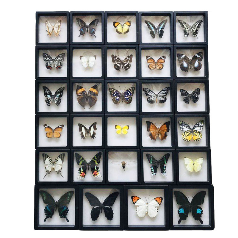 1 vnt tikro drugelio pavyzdžio vabzdžių namų dekoras Nuotraukų rėmelis Rašomojo stalo dekoravimo figūrėlės Gimtadienio dovanų mokymo mokymas