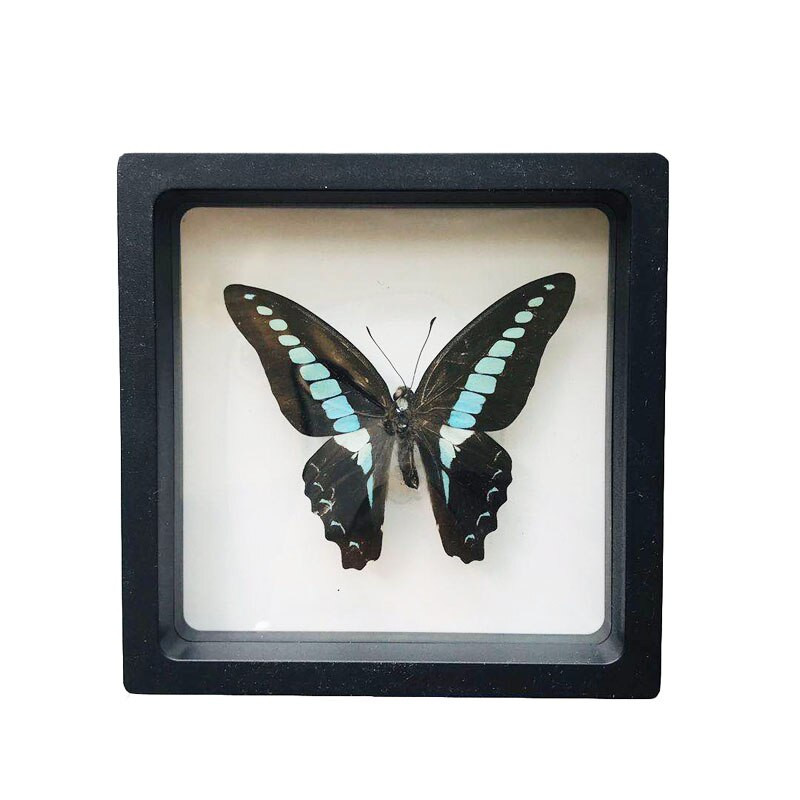 1 vnt tikro drugelio pavyzdžio vabzdžių namų dekoras Nuotraukų rėmelis Rašomojo stalo dekoravimo figūrėlės Gimtadienio dovanų mokymo mokymas