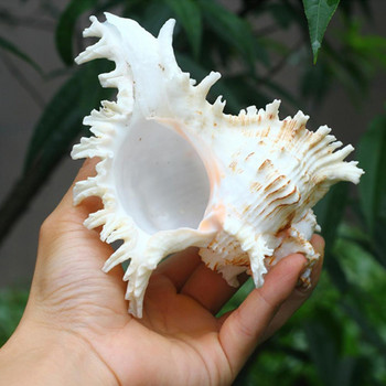 Φυσικό μεγάλο κέλυφος κόγχης Kirin σαλιγκάρι Χιλιάδες δώρα συλλογής σαλιγκαριών χεριών Φυσικό αφρικανικό τουρμπάνι Θαλασσινό κοχύλι κοραλλιογενές σαλιγκάρι