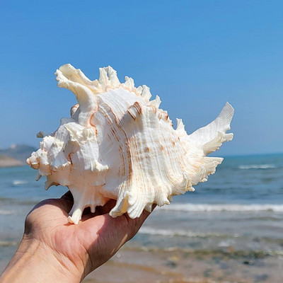 Φυσικό μεγάλο κέλυφος κόγχης Kirin σαλιγκάρι Χιλιάδες δώρα συλλογής σαλιγκαριών χεριών Φυσικό αφρικανικό τουρμπάνι Θαλασσινό κοχύλι κοραλλιογενές σαλιγκάρι
