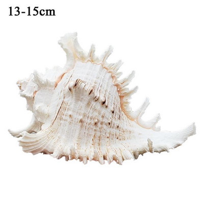 Natūralus didelis kriauklėlis Kirin sraigė Tūkstančiai rankinių sraigių kolekcijos dovanos Natūralus afrikinis turbanas kriauklė Koralinė kriauklė sraigė