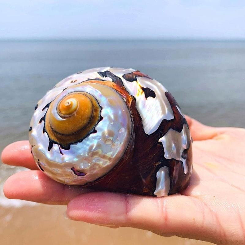 1 ks 8-9 cm prírodný juhoafrický slimák perleťovo veľký závit lastúry koralové zberateľské stredomorské akváriové ozdoby morské mušle