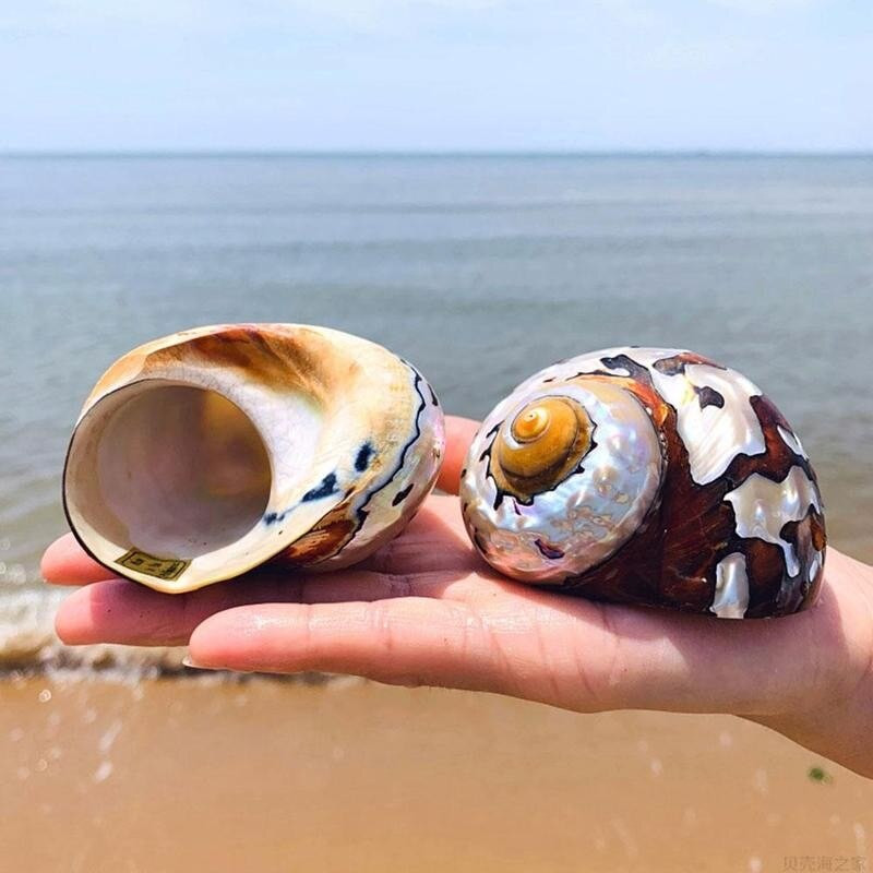 1 ks 8-9 cm prírodný juhoafrický slimák perleťovo veľký závit lastúry koralové zberateľské stredomorské akváriové ozdoby morské mušle