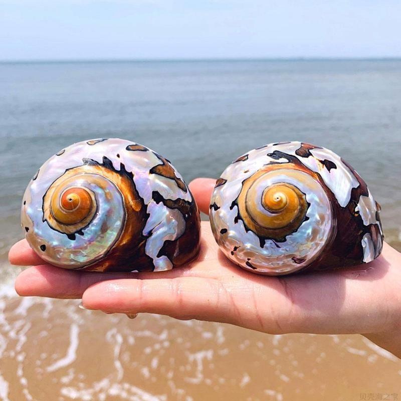 1 ks 8-9 cm prírodný juhoafrický slimák perleťovo veľký závit lastúry koralové zberateľské stredomorské akváriové ozdoby morské mušle