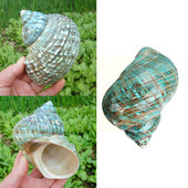 9 ~ 12 cm Plava prirodna školjka školjka za poliranje Opremanje morskog mora Prirodni suvenir Putne školjke Dekoracija za akvarij Poklon