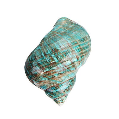 9 ~ 12 cm Plava prirodna školjka školjka za poliranje Opremanje morskog mora Prirodni suvenir Putne školjke Dekoracija za akvarij Poklon