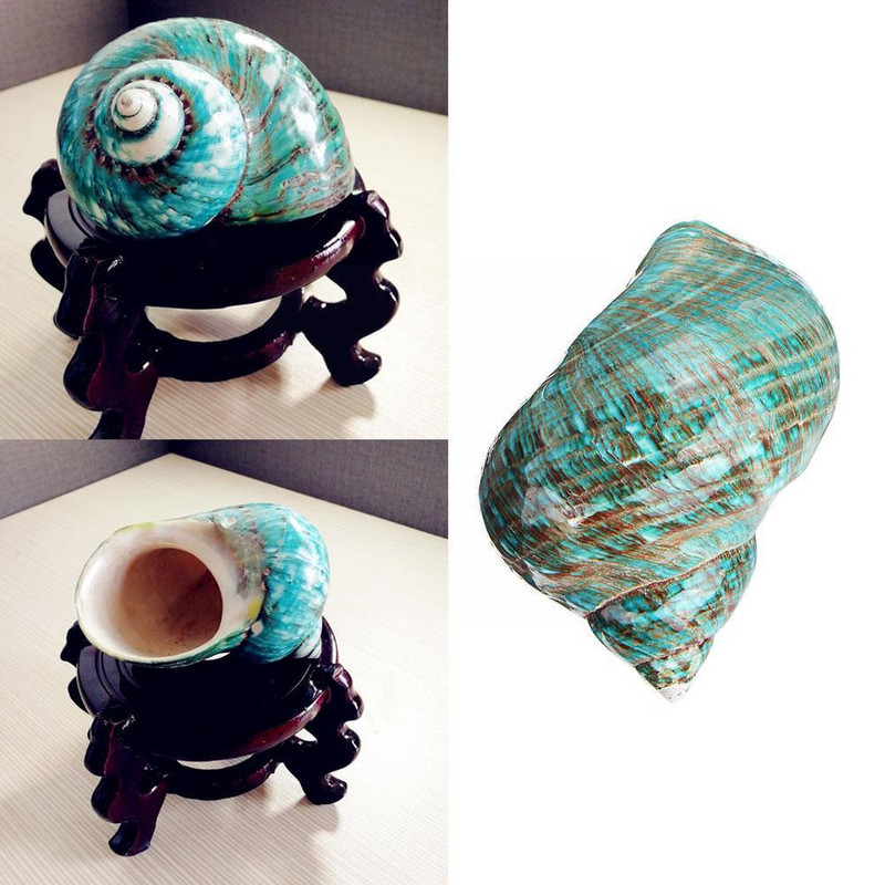 9 ~ 12 cm Plava prirodna školjka školjka za poliranje Opremanje morskog mora Prirodni suvenir Putne školjke Dekoracija za akvarij Poklon